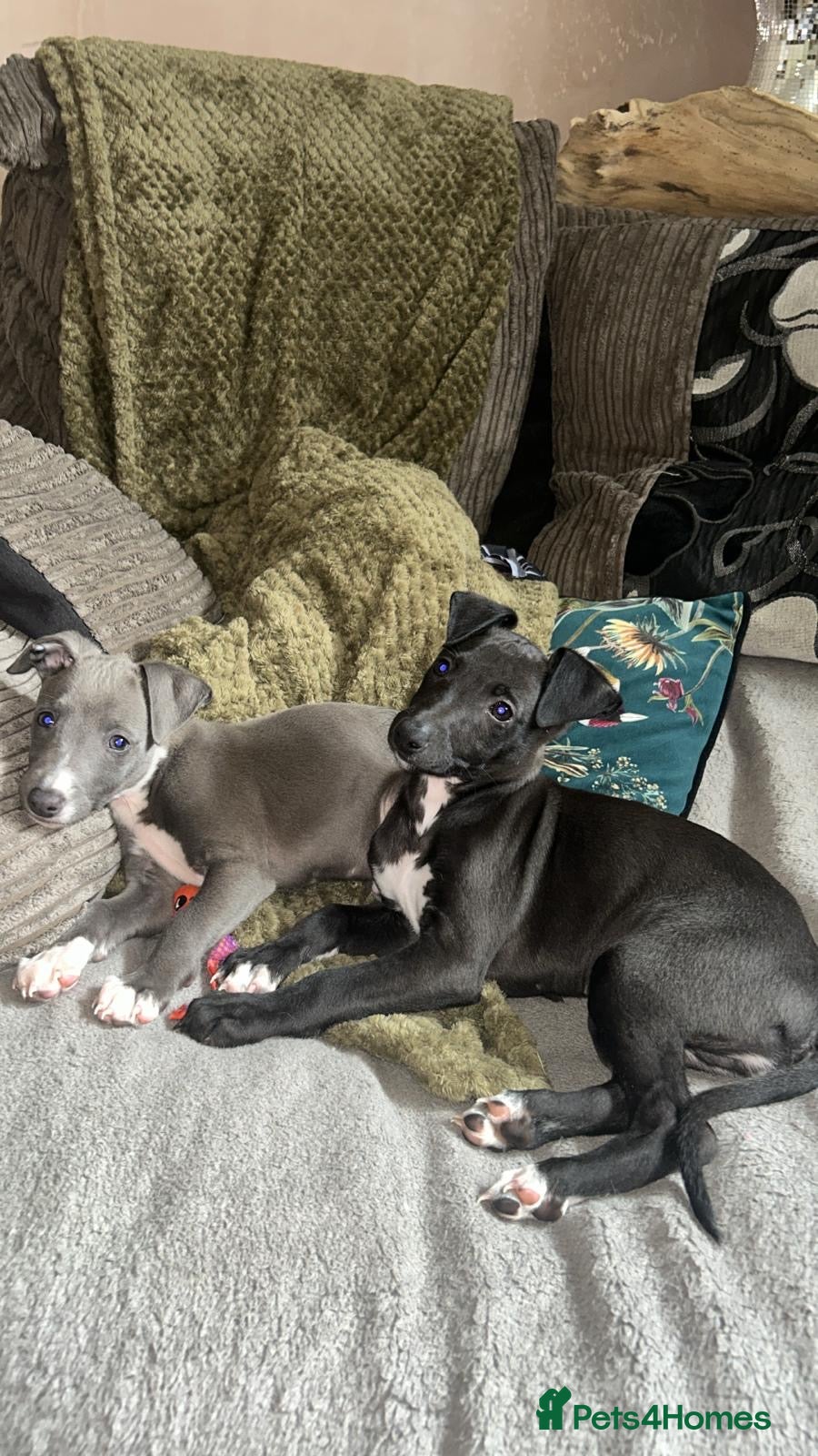 Mixed Breed dogs for sale: Italian greyhound/whippet in Maryport - Advert 2