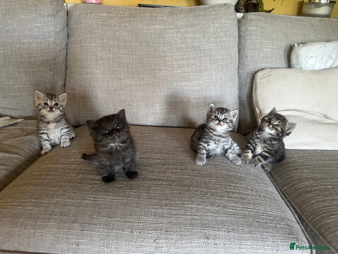 British Shorthair cats for sale: Rare opportunity in Haywards Heath - Image 16