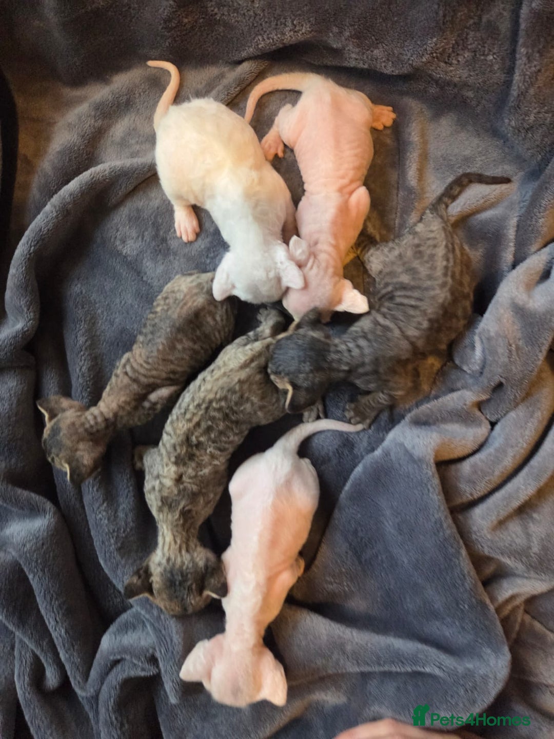 Devon Rex cats for sale: ✨ Beautiful Devon Rex Kittens – GCCF Registered ✨ - Advert 3