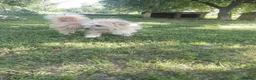 Mixed Breed dogs for adoption: COTTON, FROM A FORGOTTEN FIELD TO A BRAND-NEW LIFE - Advert 2
