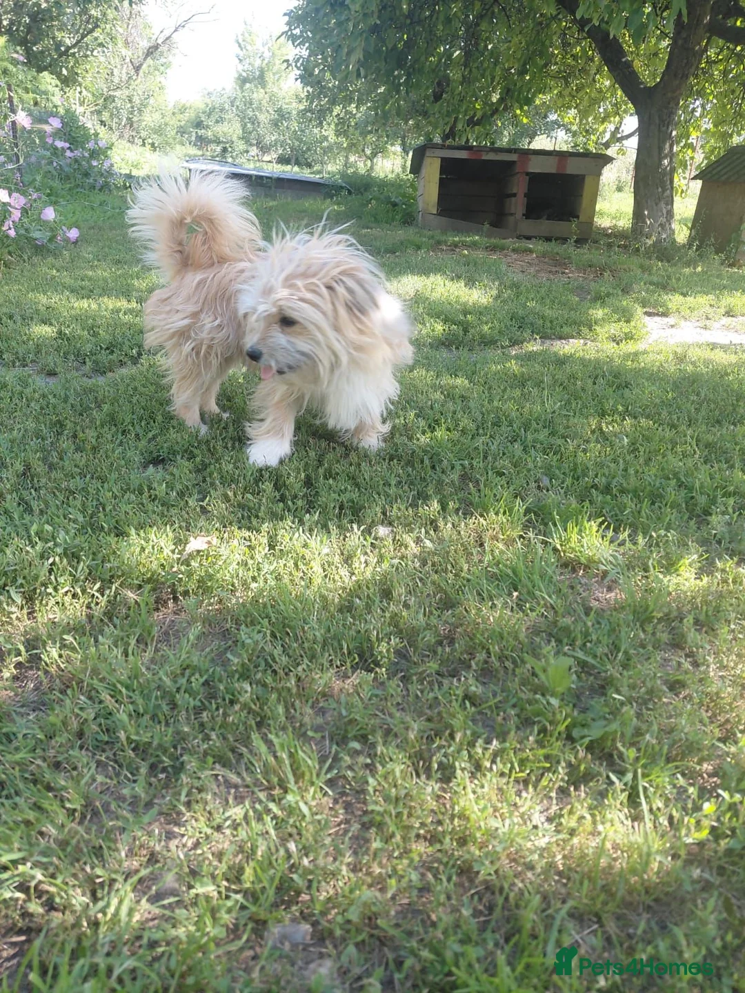 Mixed Breed dogs for adoption: COTTON, FROM A FORGOTTEN FIELD TO A BRAND-NEW LIFE - Advert 2