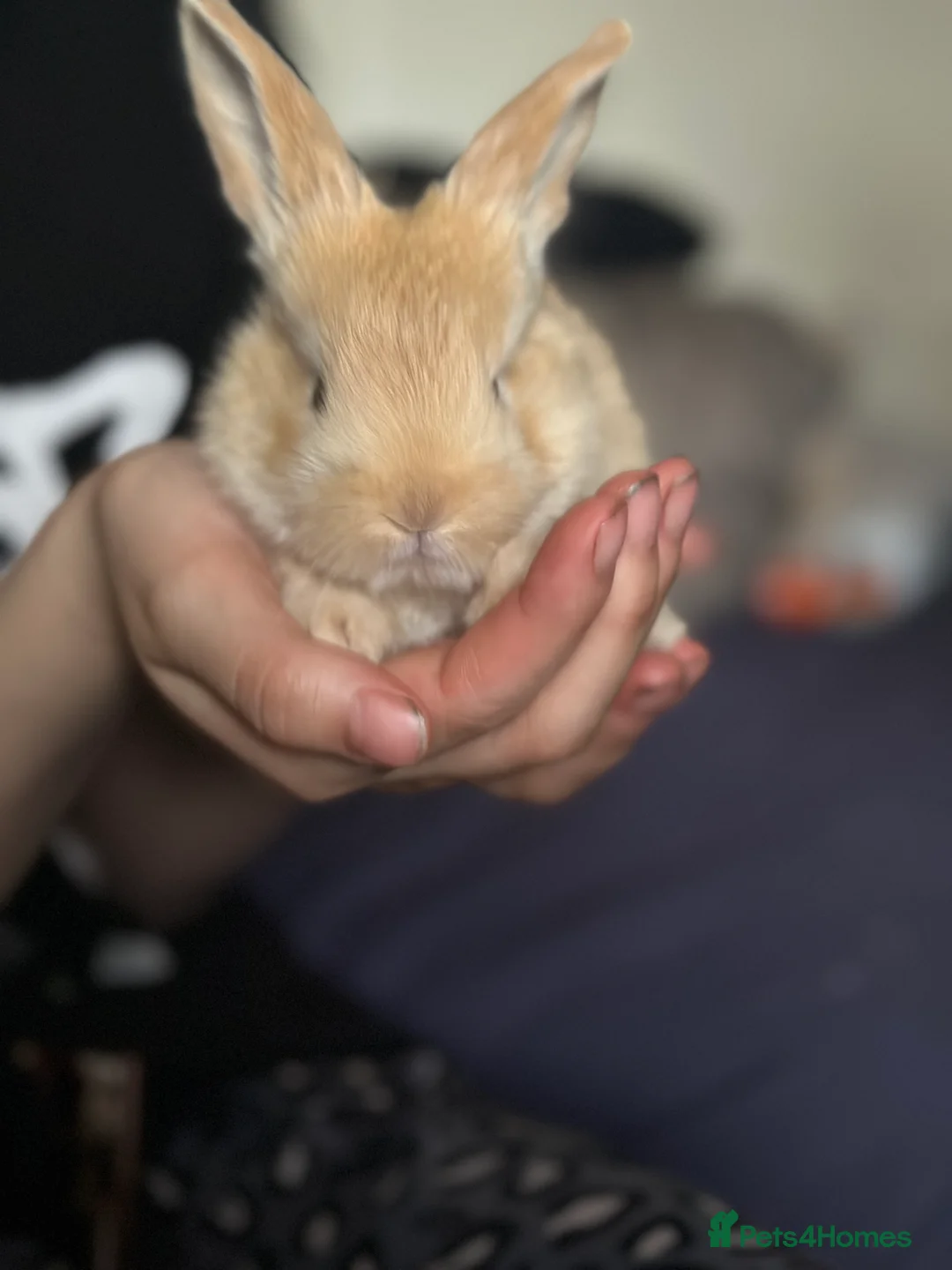 Continental Giant rabbits for sale: Continental giant kits  in Chester - Advert 3