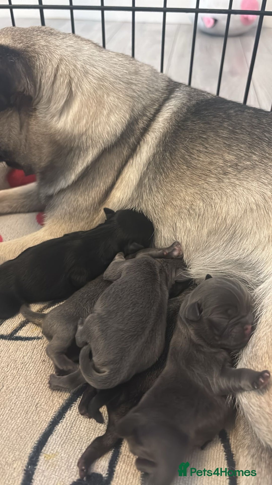 Pug dogs for sale: Beautiful Pug puppies - Image 1