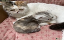 Exotic cats for sale: Beautiful Exotic Pedigree Kittens - Image 26