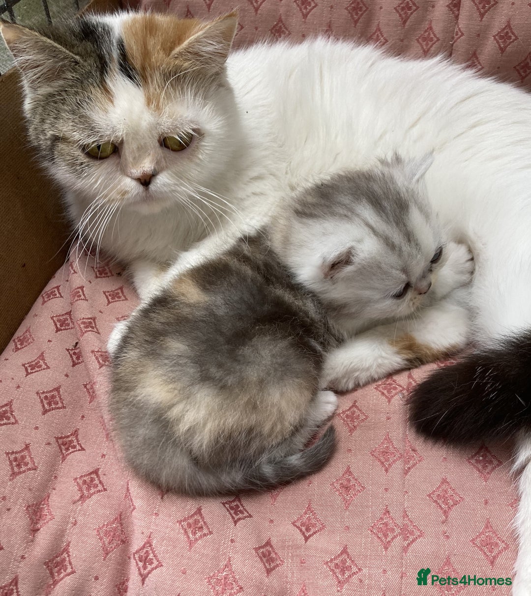 Exotic cats for sale: Beautiful Exotic Pedigree Kittens - Image 26