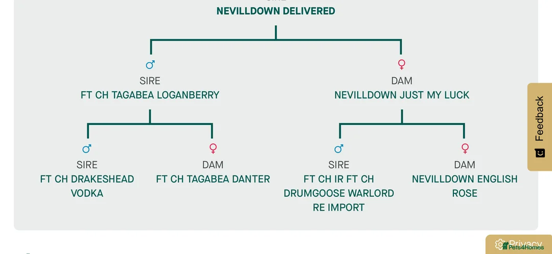 Labrador Retriever dogs for stud: Kc registered proven stud quality working lines  - Advert 8