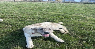 Mixed Breed dogs - Advert 10