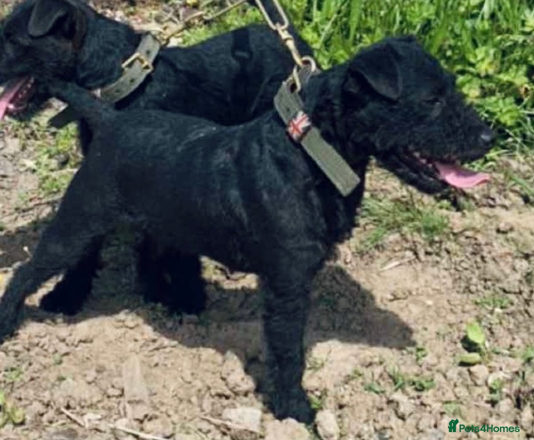 Lakeland Terrier dogs for sale: Black Lakeland/fell terrier girl  - Advert 1