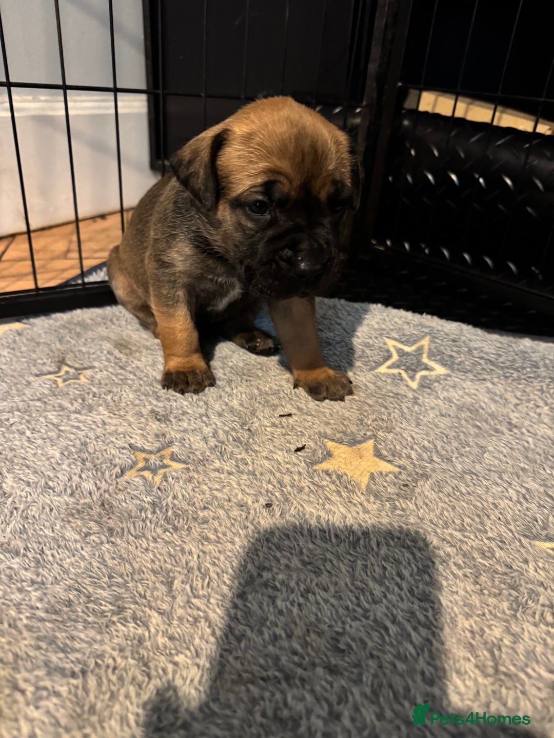 Mixed Breed dogs for sale: American Staff x Bullmastiff Pups  - Image 10