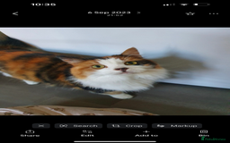 British Longhair cats for sale: Female sisters 🐾 - Image 3
