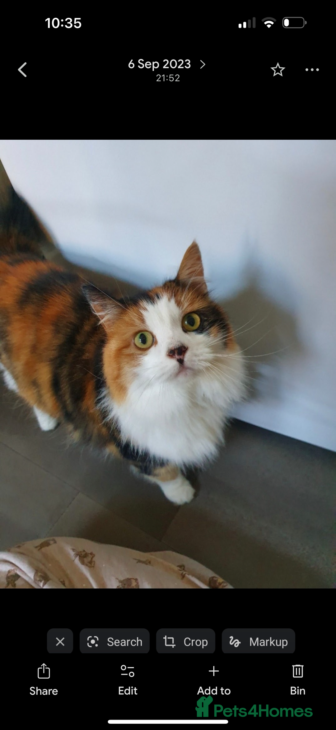 British Longhair cats for sale: Female sisters 🐾 - Image 3