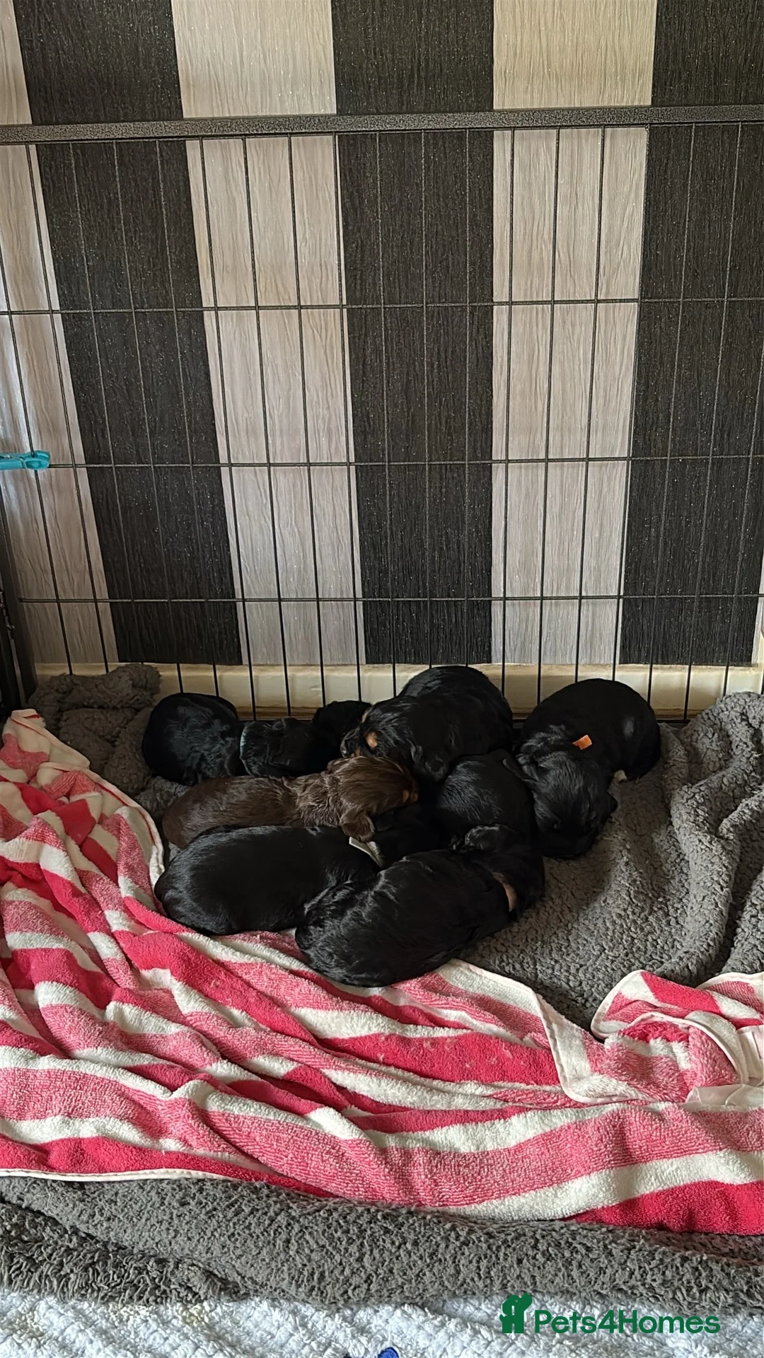 Sprocker dogs for sale: Sprocker spaniel puppies  - Advert 2