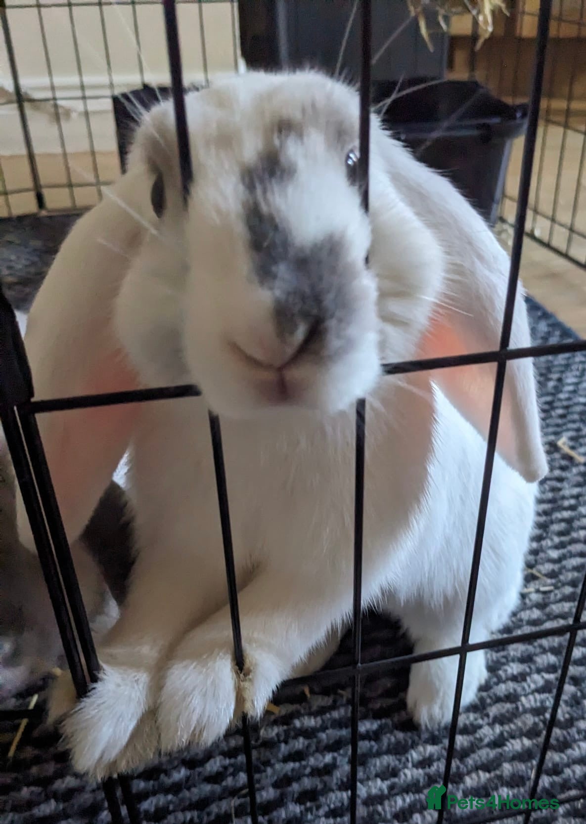 English Lop rabbits Female rabbit  - Advert 6