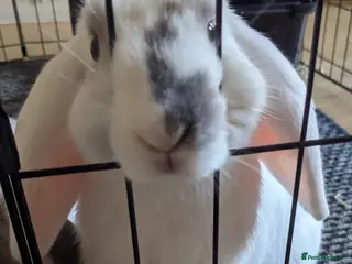 English Lop rabbits Female rabbit - Advert 6