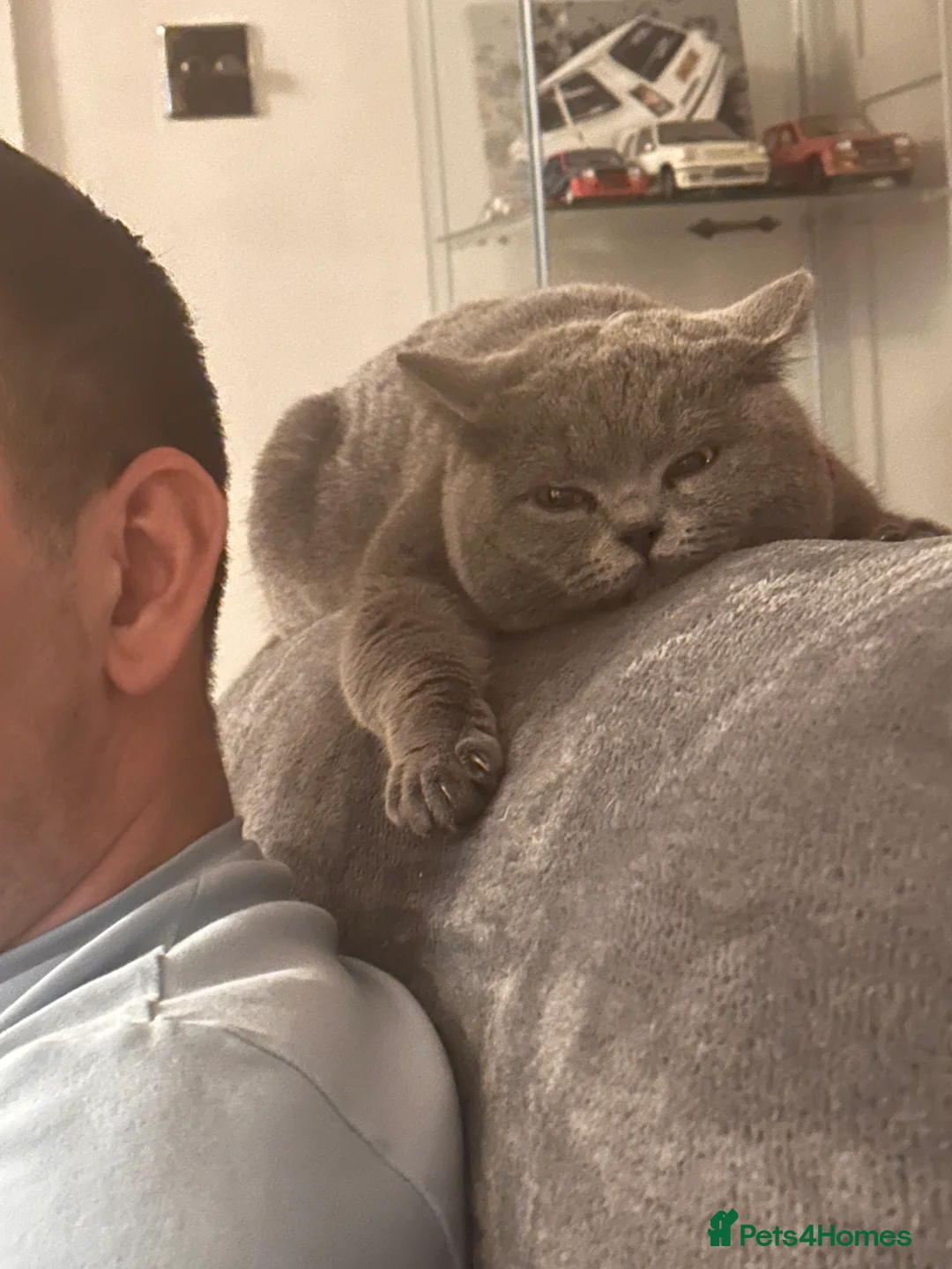 British Shorthair cats for sale: Sully our British shorthair Boy - Advert 5