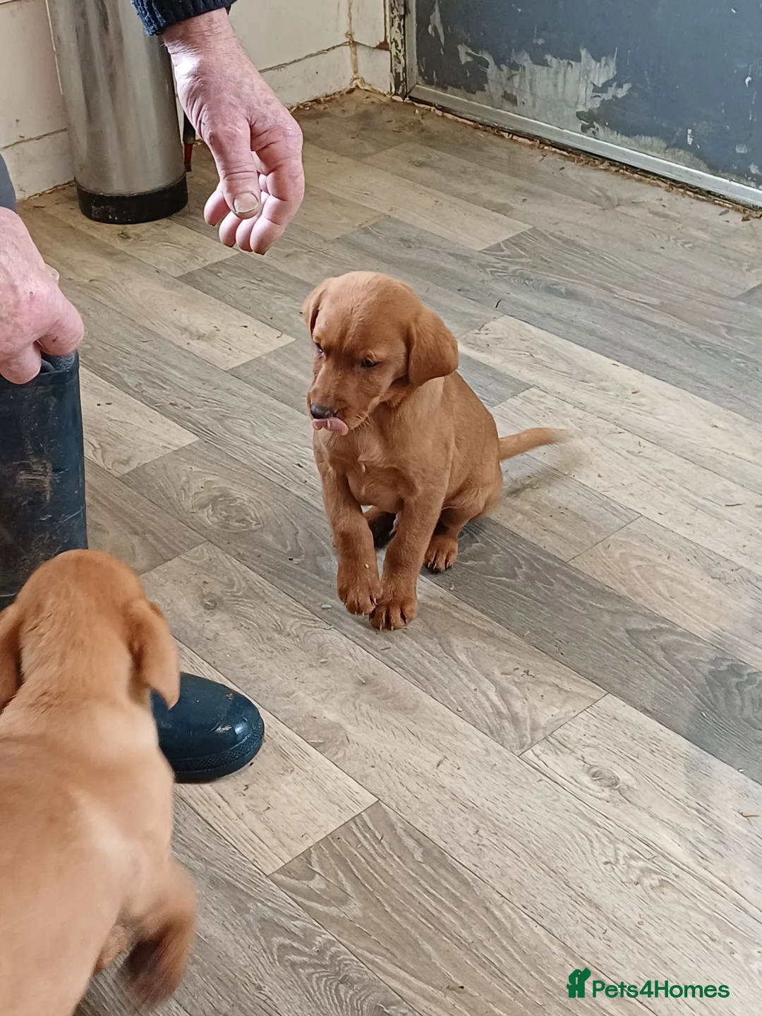 Labrador Retriever dogs for sale: LABRADOR PUPPIES - FOX RED - Advert 29