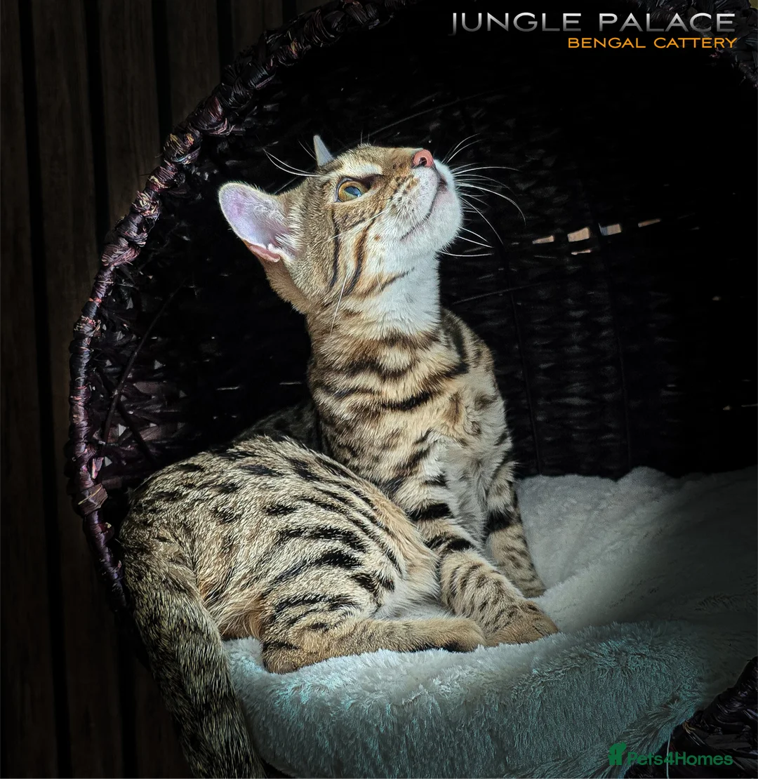 Bengal cats for sale: Looking for 5⭐️Forever Home for Our Beautiful Girl - Advert 4