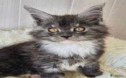 Maine Coon cats for sale: Beautiful Maine coon kittens - Image 3