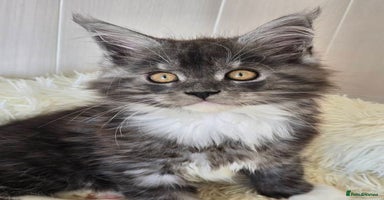Maine Coon cats - Advert 3