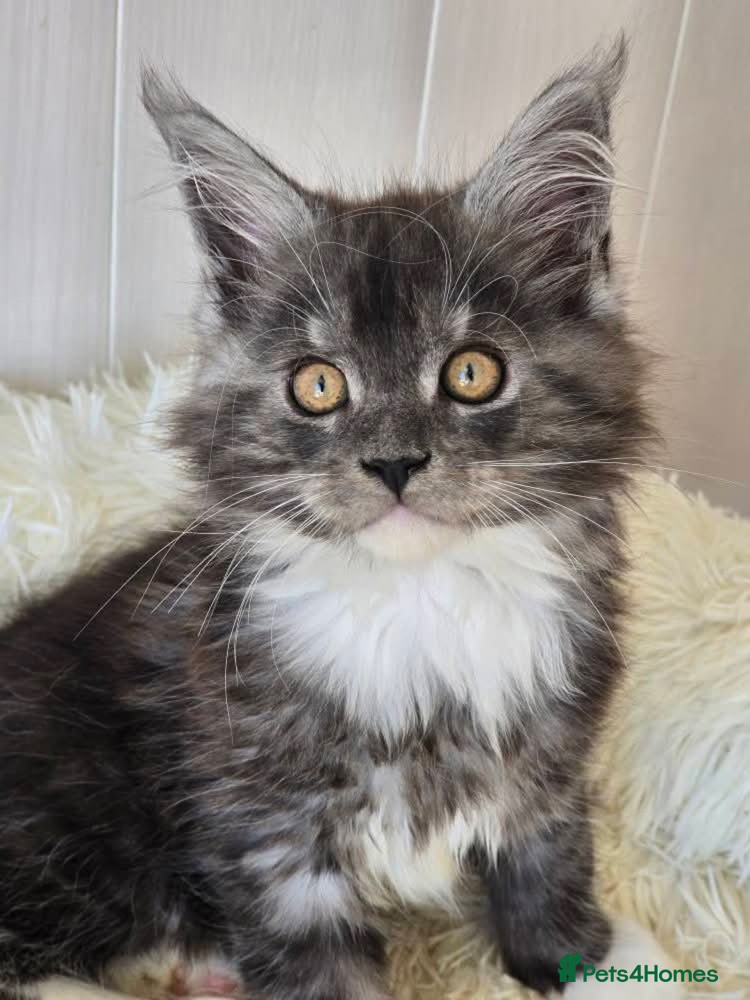 Maine Coon cats for sale: Beautiful Maine coon kittens - Image 3