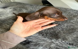 Miniature Dachshund dogs for sale: Miniature dachshund puppy brown boy ready to leave - Image 11