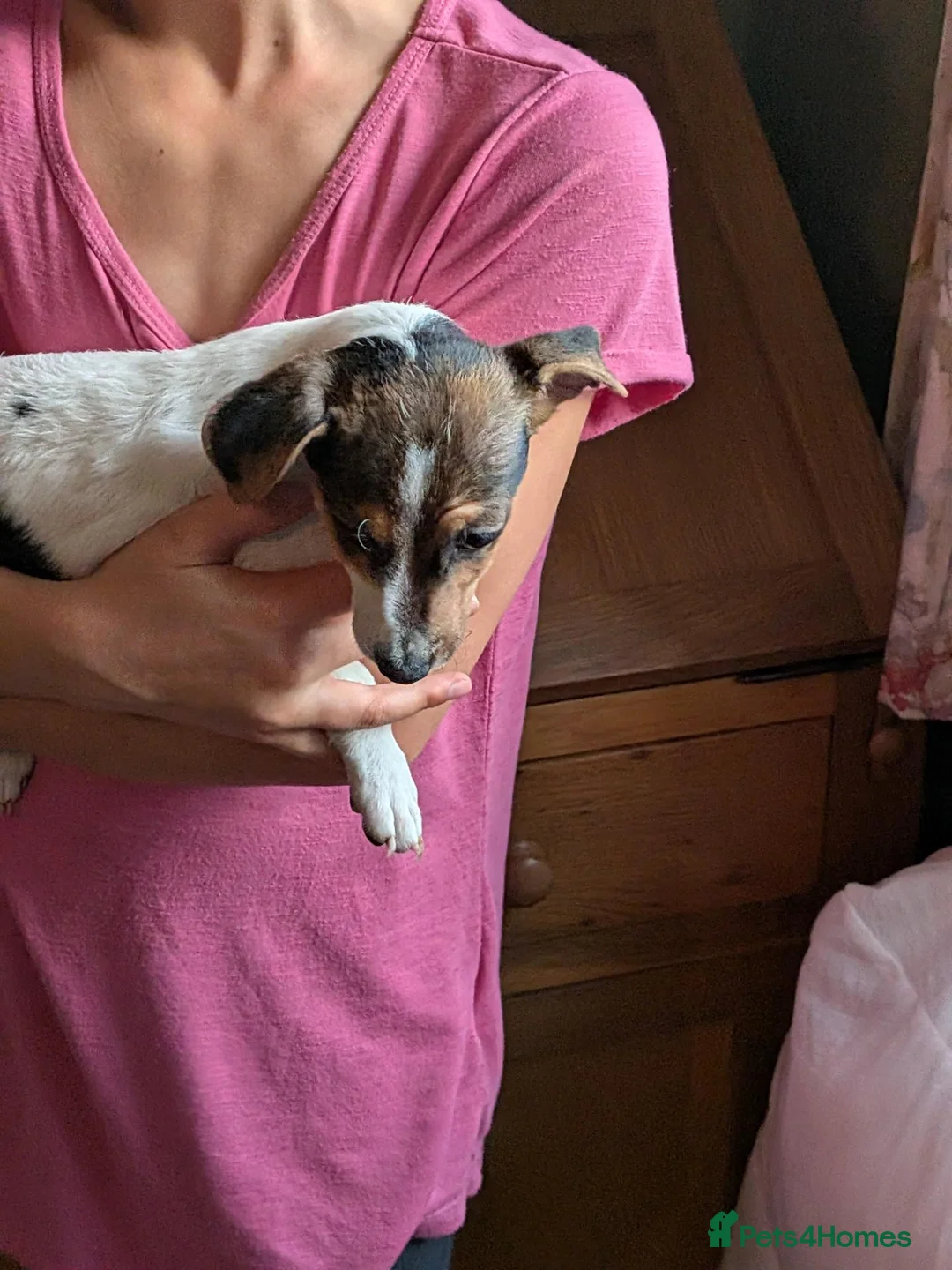 Jack Russell dogs for sale: Working Jack's(vet papers)Traditioal Jack Russel  - Advert 1