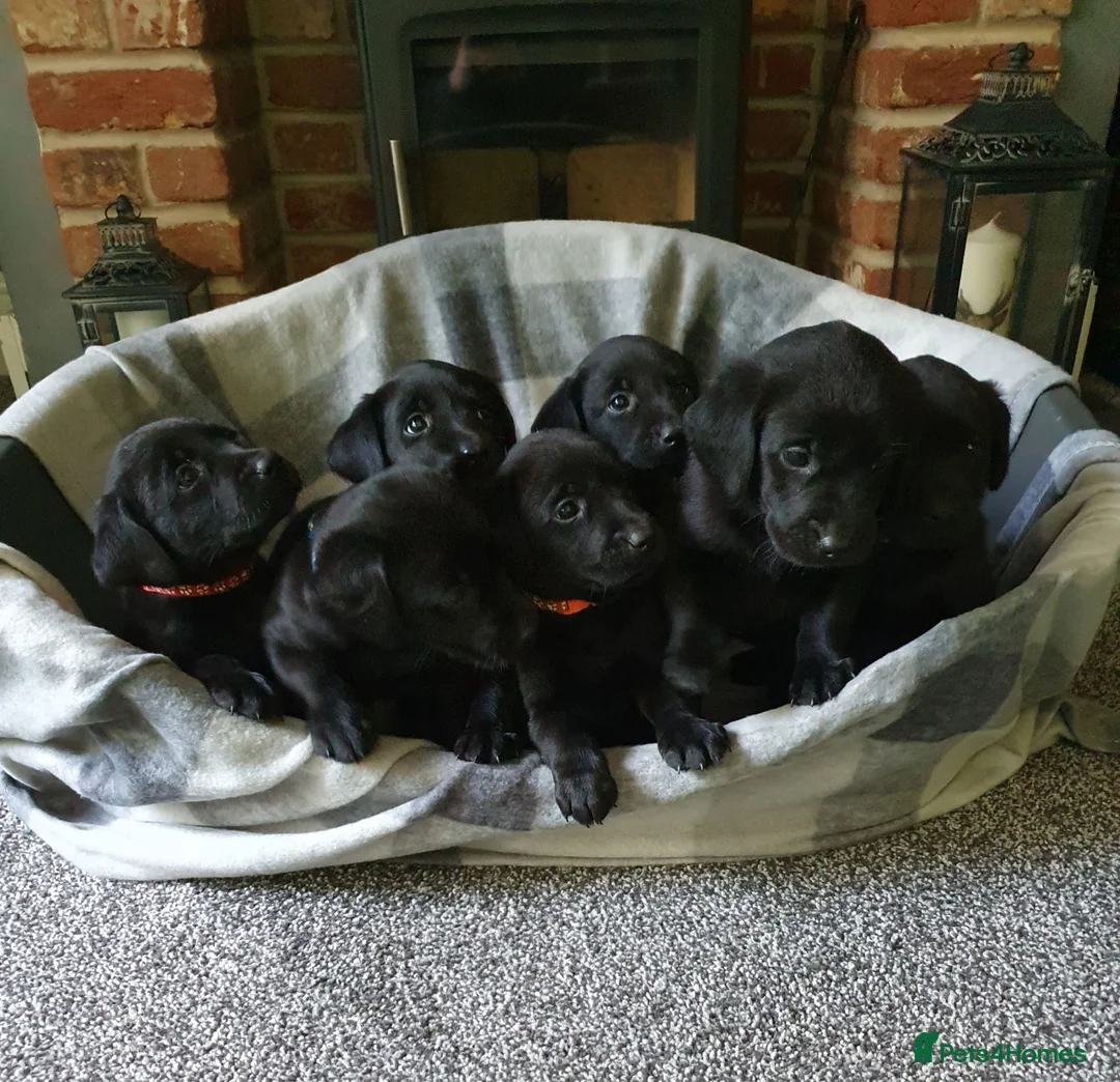 Labrador Retriever dogs for sale: WORKING BLACK LABRADOR PUPPIES-DRAKESHEAD LINE - Advert 1