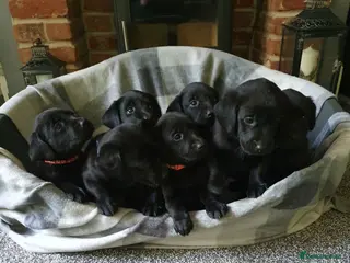 Labrador Retriever dogs WORKING BLACK LABRADOR PUPPIES-DRAKESHEAD LINE - Advert 4