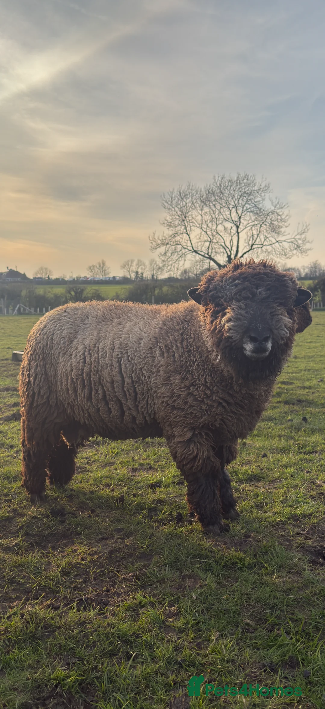 Sheep livestock for sale: Pedigree Coloured Ryeland Shearling Rams in Southam - Advert 1