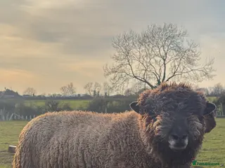 Sheep livestock Pedigree Coloured Ryeland Shearling Rams - Advert 2