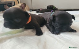 French Bulldog dogs for sale: 2 Girls and 4 Boys - Image 16