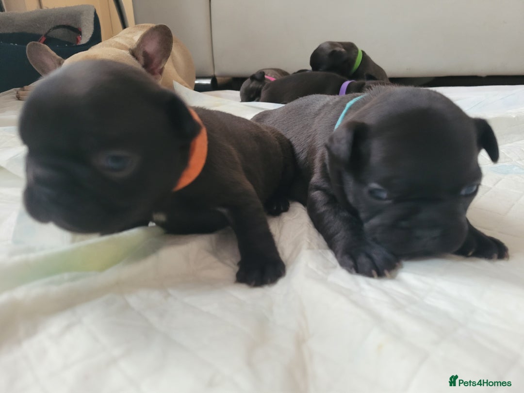 French Bulldog dogs for sale: 2 Girls and 4 Boys - Image 16