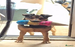 Mixed Breed dogs for adoption: 💙🐶 STAS 🐶💙 - Image 34