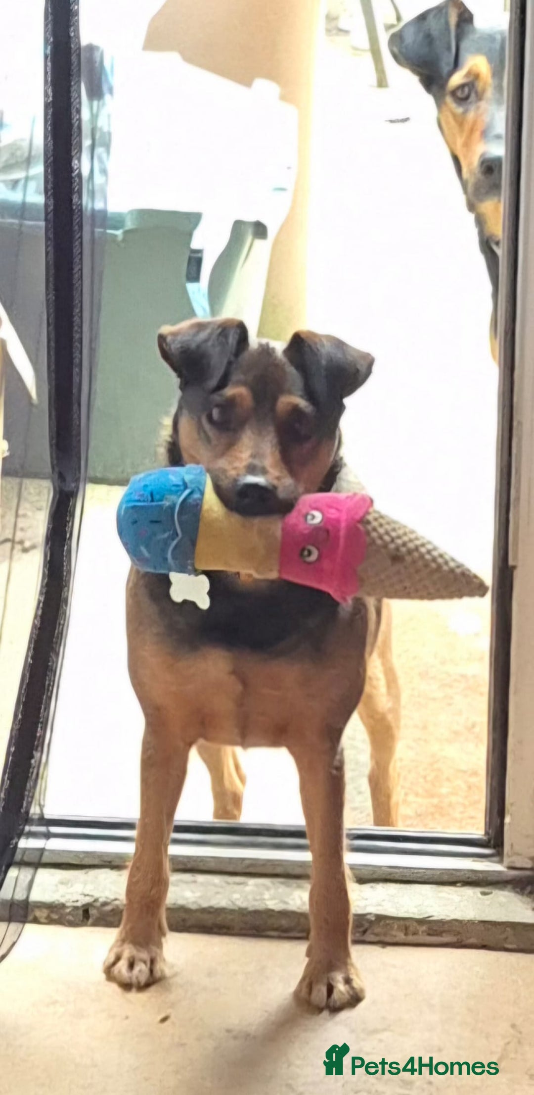 Mixed Breed dogs for adoption: 💙🐶 STAS 🐶💙 - Image 34