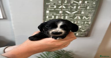 Bocker dogs - Advert 15