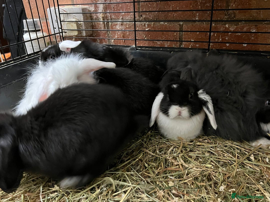 Mini Lop rabbits for sale: Fabulous Super Friendly Mini Lops - Advert 3