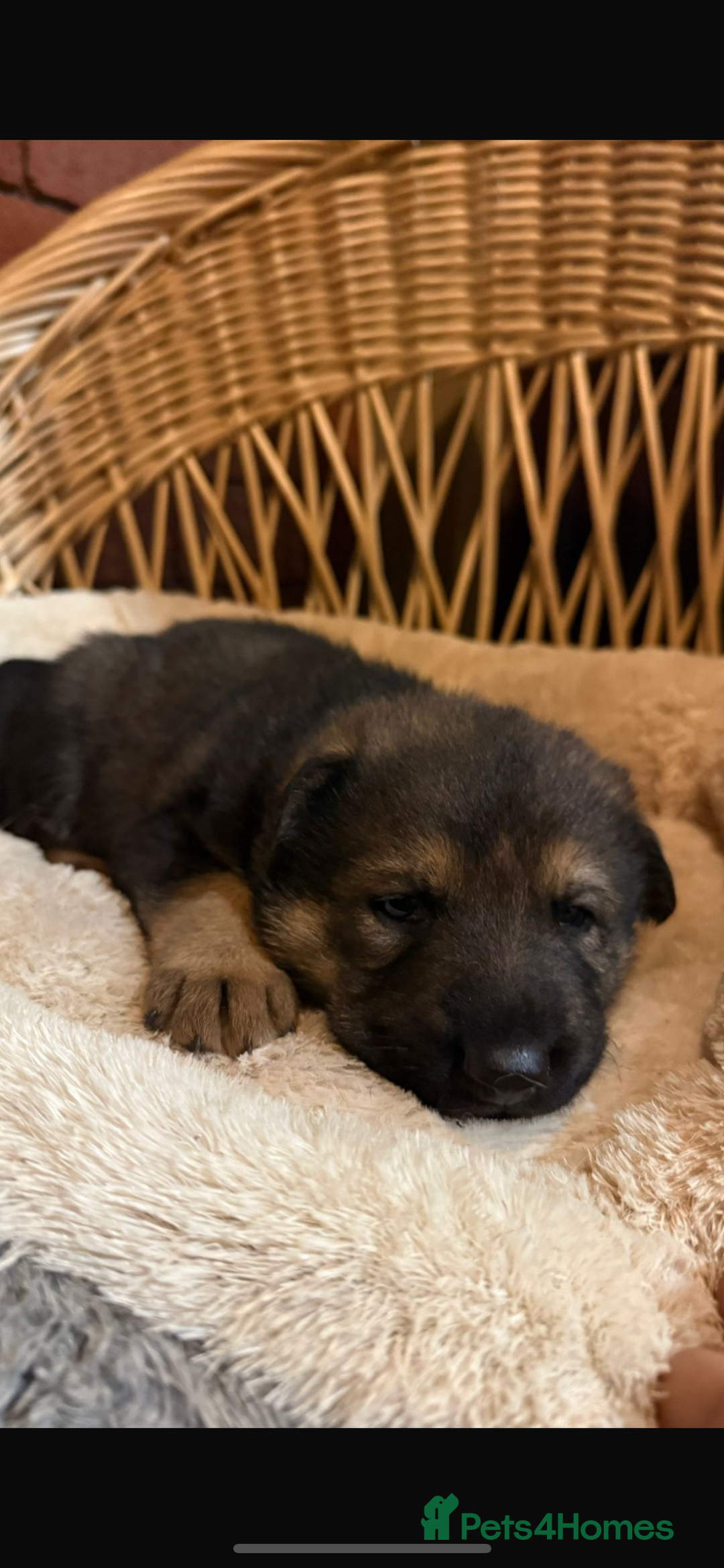 German Shepherd dogs for sale: Beautiful Pure Bread German Shepherds - Image 4