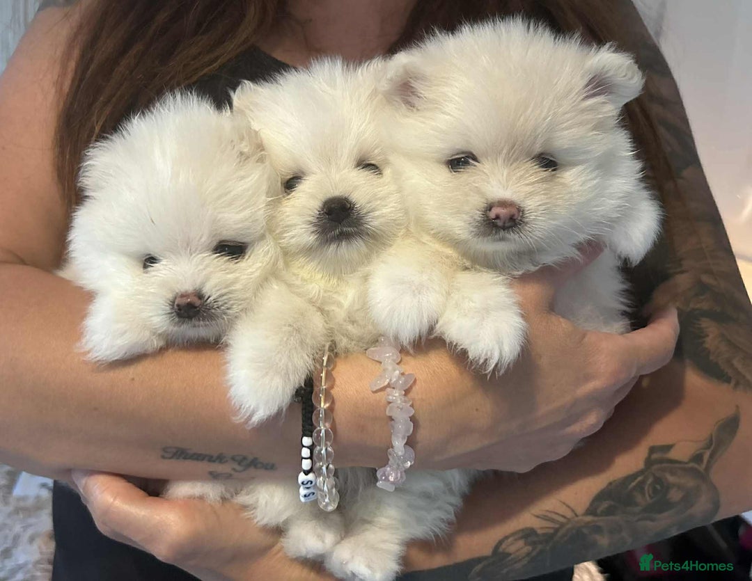 Pomeranian dogs for sale: Adorable White Teddy-Bear Pom Puppies! - Image 21