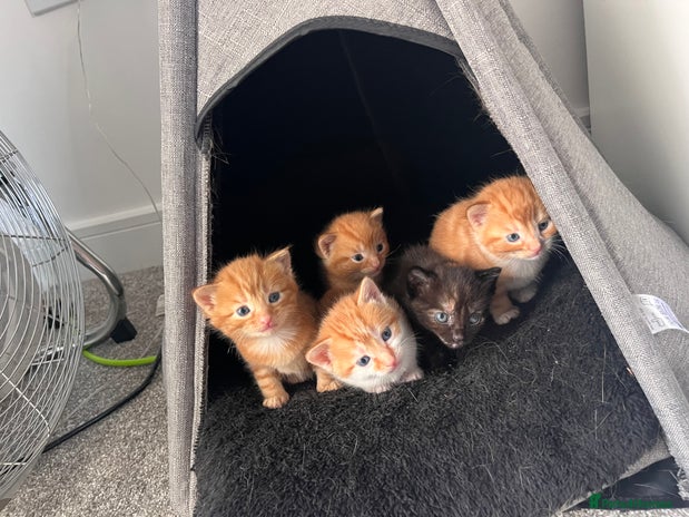 Domestic Shorthair cats - Advert 15