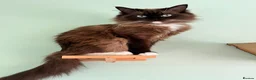 Ragdoll cats for sale: Retired Ragdoll - Hazel  - Advert 4