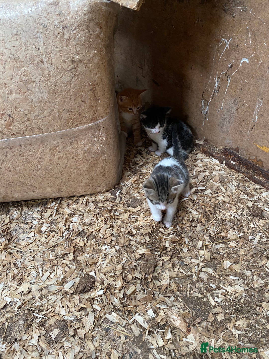 Mixed Breed cats for sale: Adorable Kittens  - Image 5