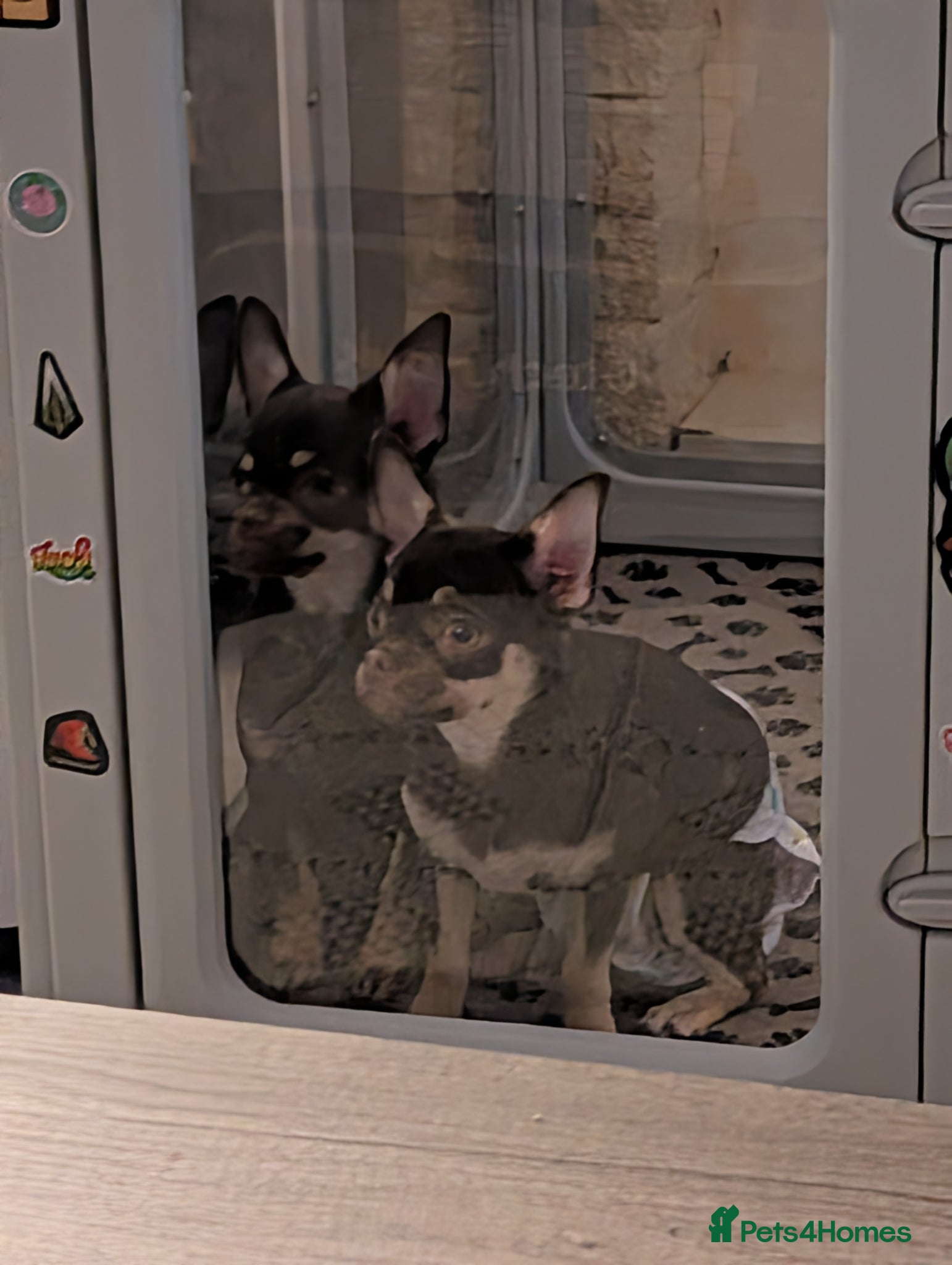 Chihuahua dogs Chocolate Tri female chihuahua - Advert 1