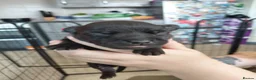 Staffordshire Bull Terrier dogs for sale: 8 stocky Kc registered staffies in Newport - Advert 16