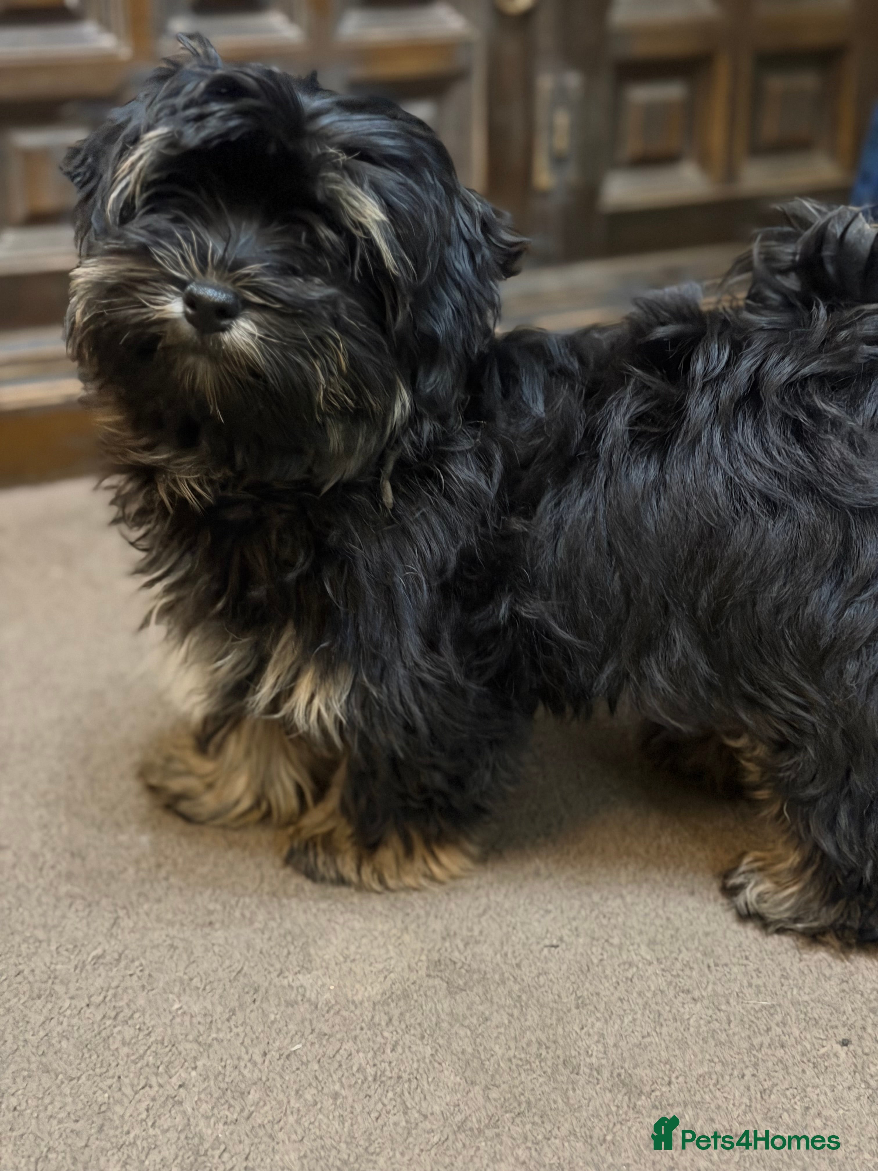 Havanese dogs ***Beautiful Havanese Puppies *** - Advert 4