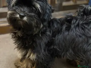 Havanese dogs ***Beautiful Havanese Puppies *** - Advert 4