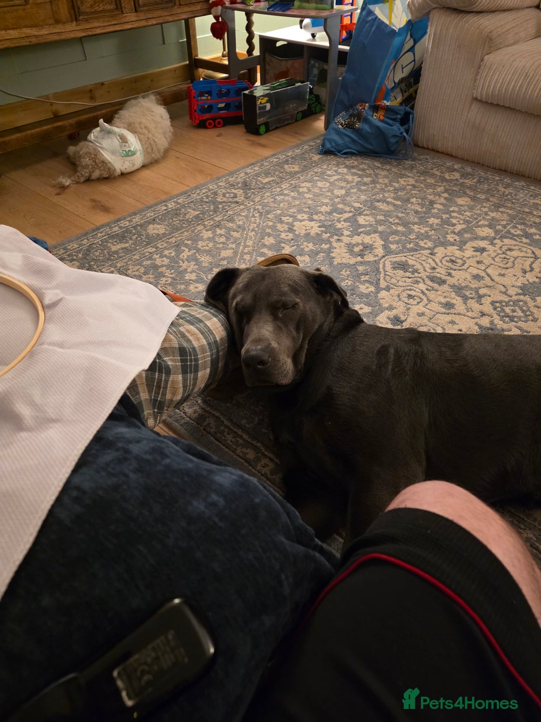 Labrador Retriever dogs for sale: 21 month old labrador  - Advert 2