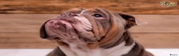 English Bulldog dogs for stud: BURT LILAC TRI STUD KC REGISTERED HEALTH TESTED in Wisbech - Advert 4