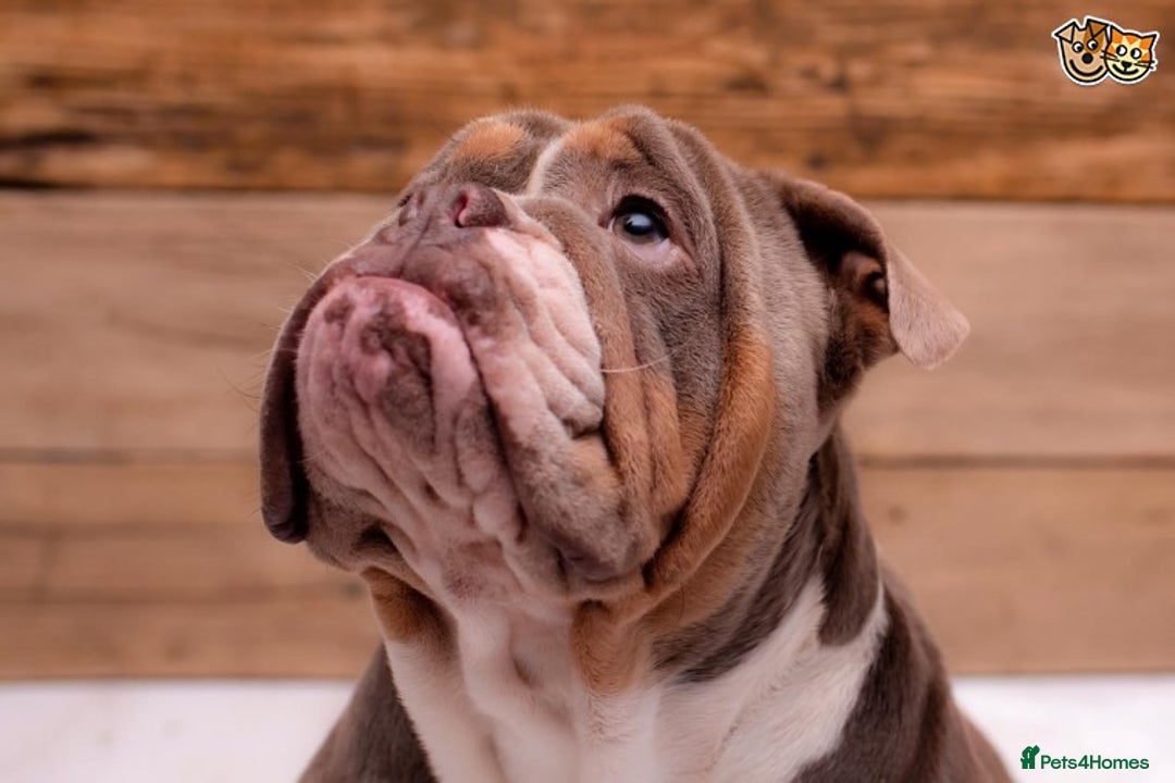English Bulldog dogs for stud: BURT LILAC TRI STUD KC REGISTERED HEALTH TESTED in Wisbech - Advert 4