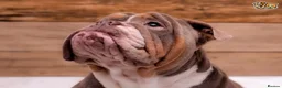 English Bulldog dogs for stud: BURT LILAC TRI STUD KC REGISTERED HEALTH TESTED in Wisbech - Advert 4
