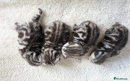 British Shorthair cats for sale: GCCF Rare Show Quality BSH Silver Tabby Kittens - Image 14